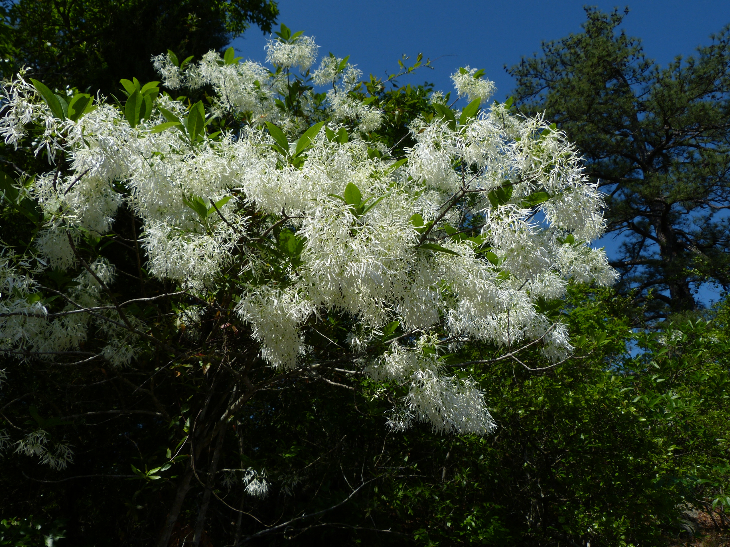 Fringe Tree | Georgia Botanical Society